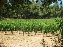 Vineyards in the Napa Valley