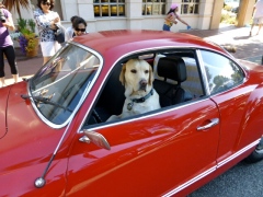Labrador in the driving seat of a vintage volvo!